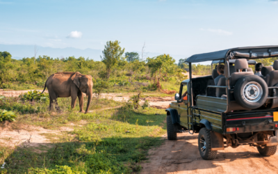 Top 10 Safari Destinations in Kenya You Must See