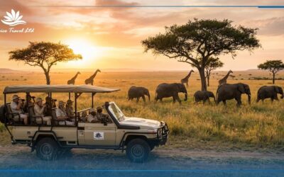 How to Plan the Perfect Kenya Safari: A Practical Guide for First-Time Travellers