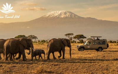 Amboseli National Park Safari: The Honest Guide for Anyone Planning a Trip